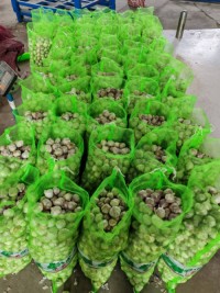 Garlic And Fresh Garlic - Image 3