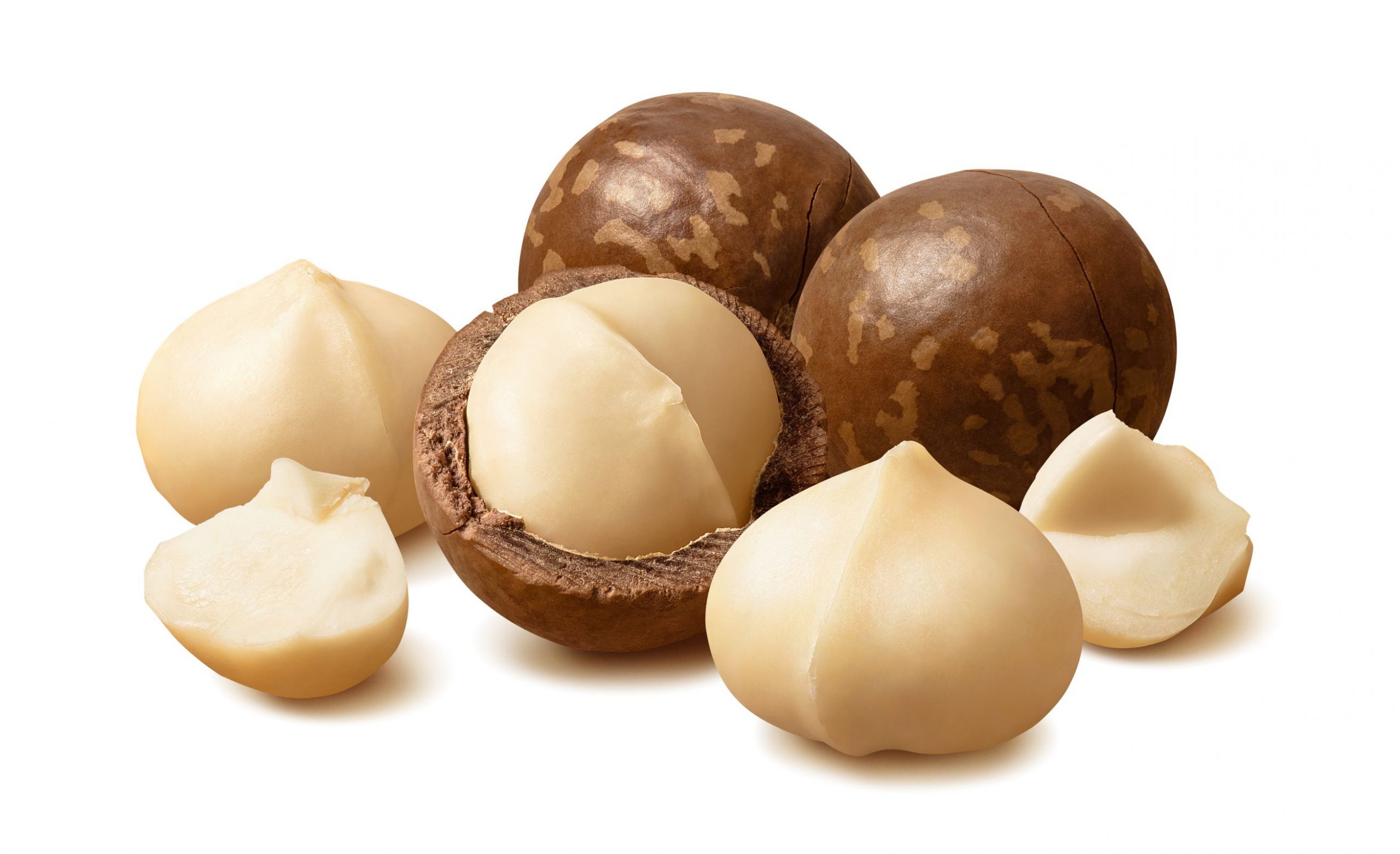 Hot Sale High Quality Macadamia Nuts