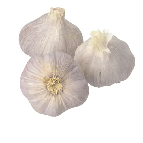 Garlic And Fresh Garlic