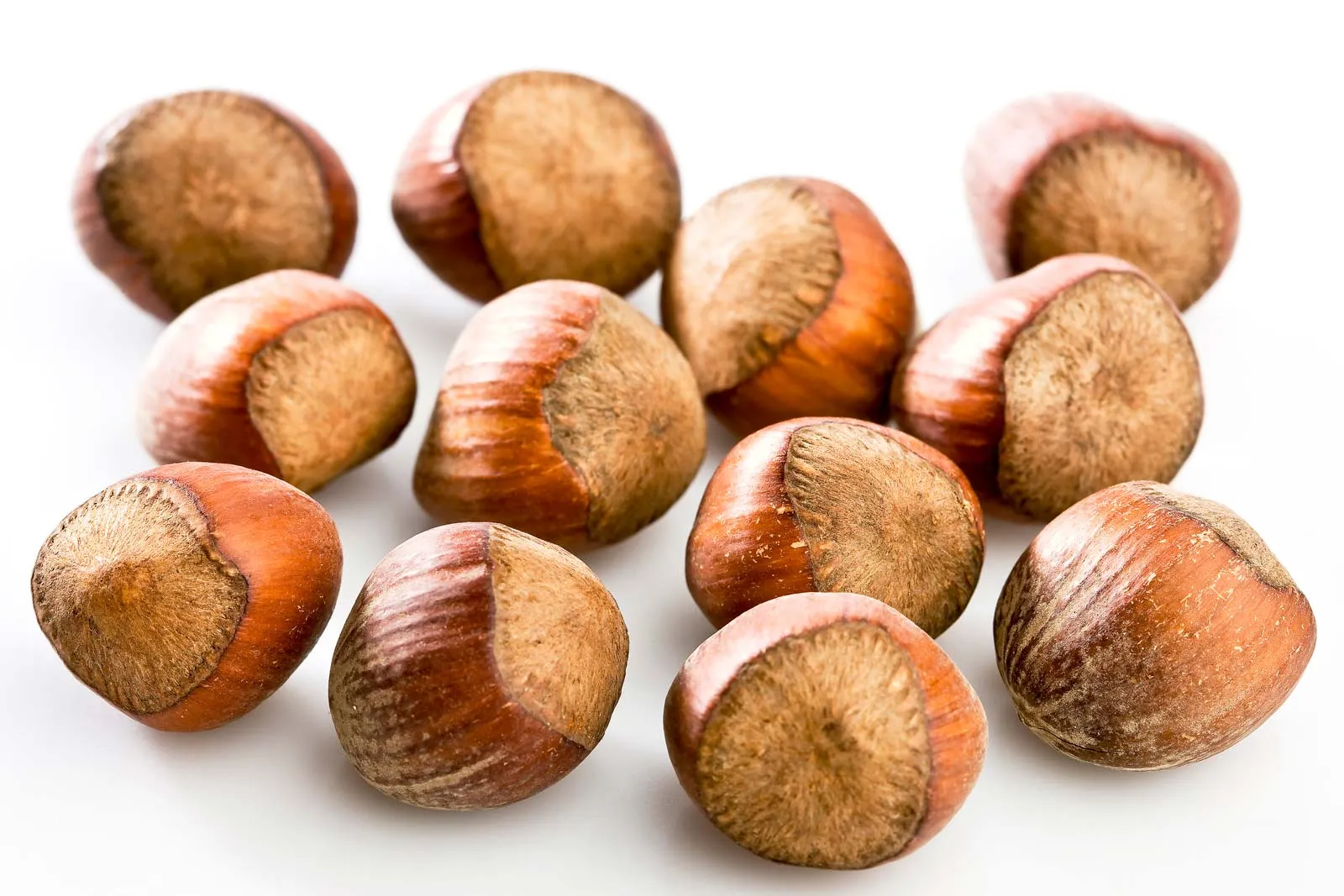 Hazelnuts For Sale - Quality And Wholesale
